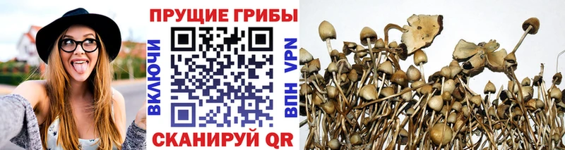 Купить  Сосновый Бор  Псилоцибиновые грибы Cubensis 